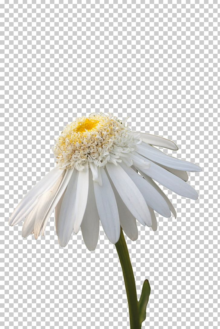 Flower White Common Daisy Stock Photography PNG, Clipart, Background White, Black White, Blue, Chamomile, Chrysanthemum Free PNG Download