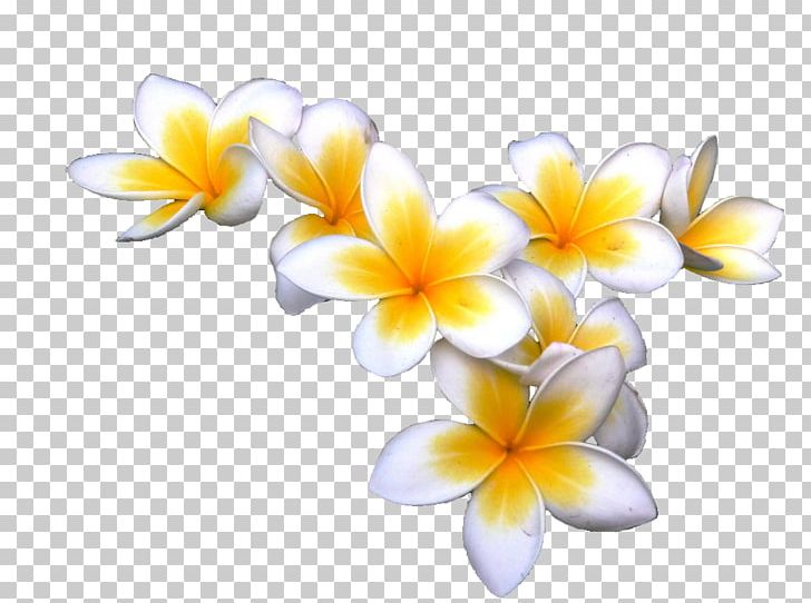 Frangipani Display Resolution PNG, Clipart, Amazon Kindle, Clip Art, Crocus, Cut Flowers, Desktop Wallpaper Free PNG Download