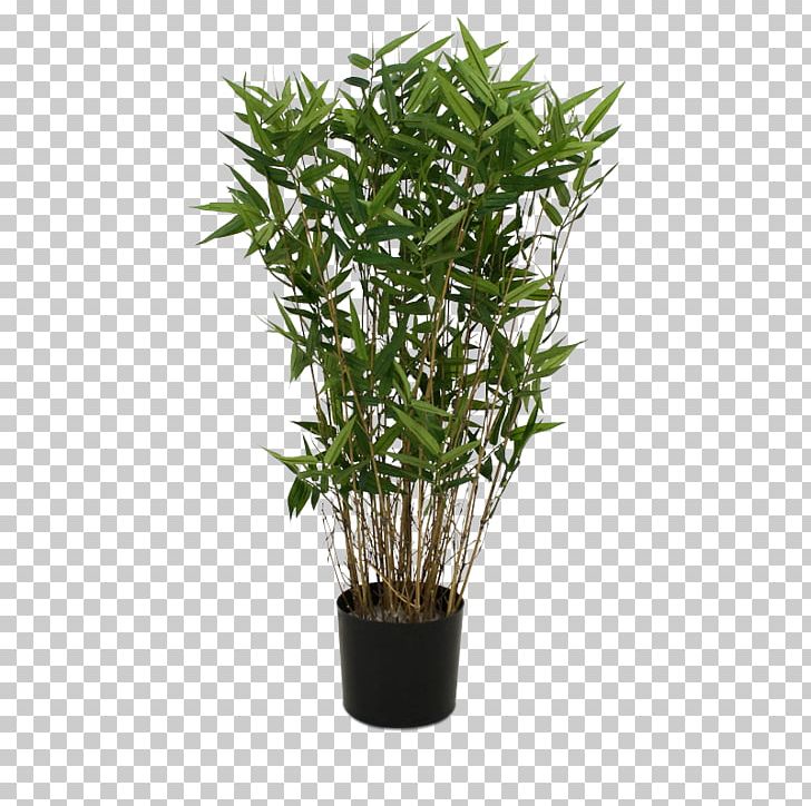 Lucky Bamboo Plastic Flowerpot Plant PNG, Clipart, Artificial Flower, Bamboo, Bambus, Branch, Flowerpot Free PNG Download