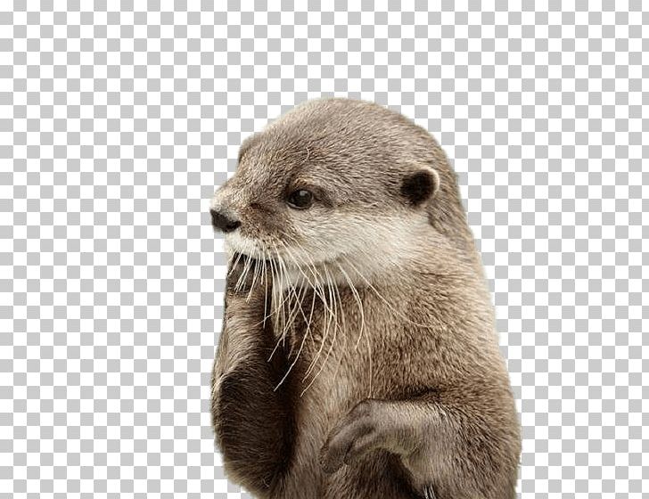 Sea Otter North American River Otter Beaver Dog PNG, Clipart, Animal, Animals, Aquatic Animal, Aquatic Mammal, Asian Smallclawed Otter Free PNG Download