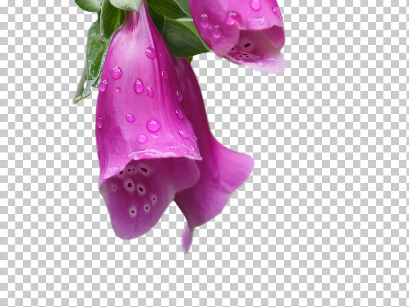 Rose PNG, Clipart, Biology, Cut Flowers, Flower, Herbaceous Plant, Petal Free PNG Download