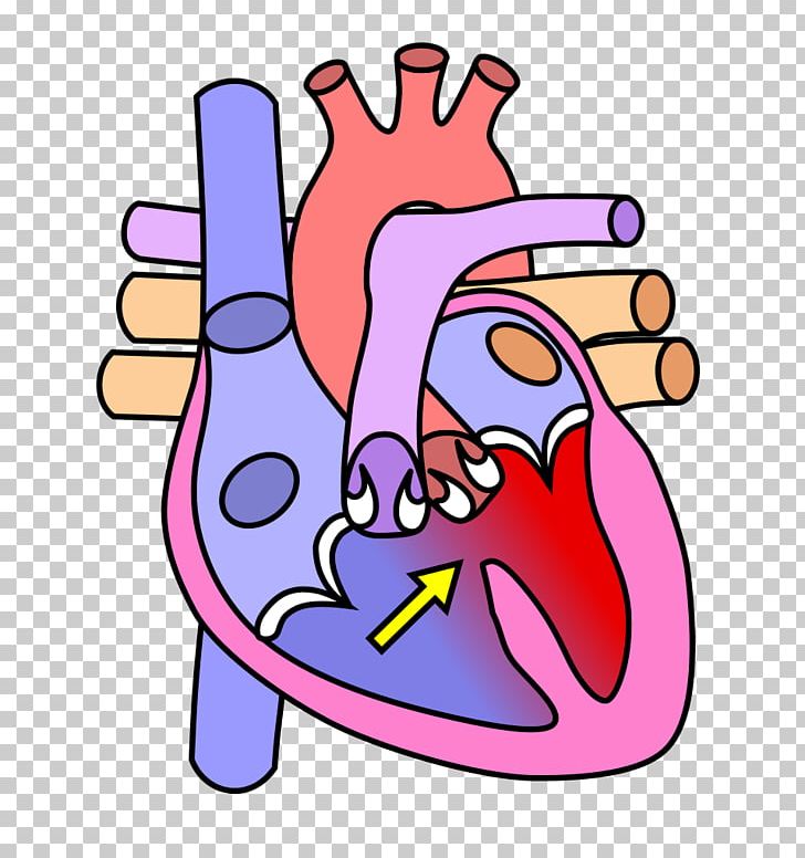 Heart Valve Diagram Human Body Circulatory System PNG, Clipart, Anatomy, Area, Arm, Artwork, Blood Vessel Free PNG Download