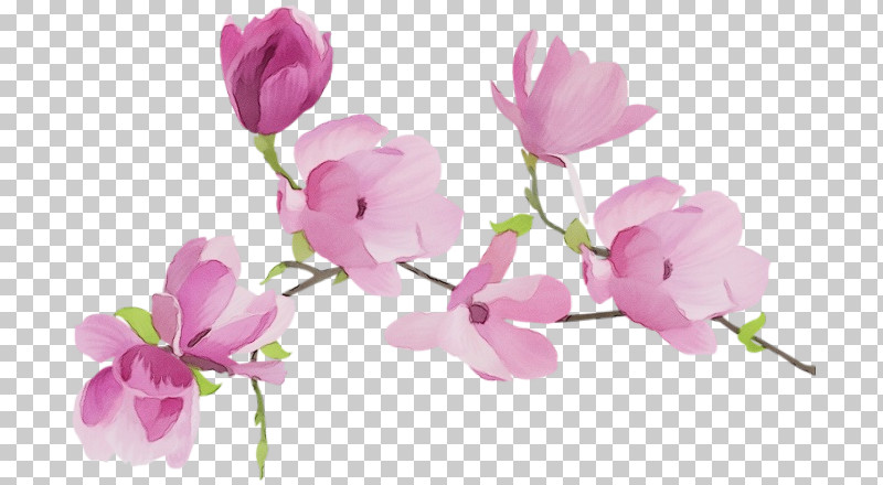 Floral Design PNG, Clipart, Cut Flowers, Cyclamen, Cyclamen M, Floral Design, Flower Free PNG Download