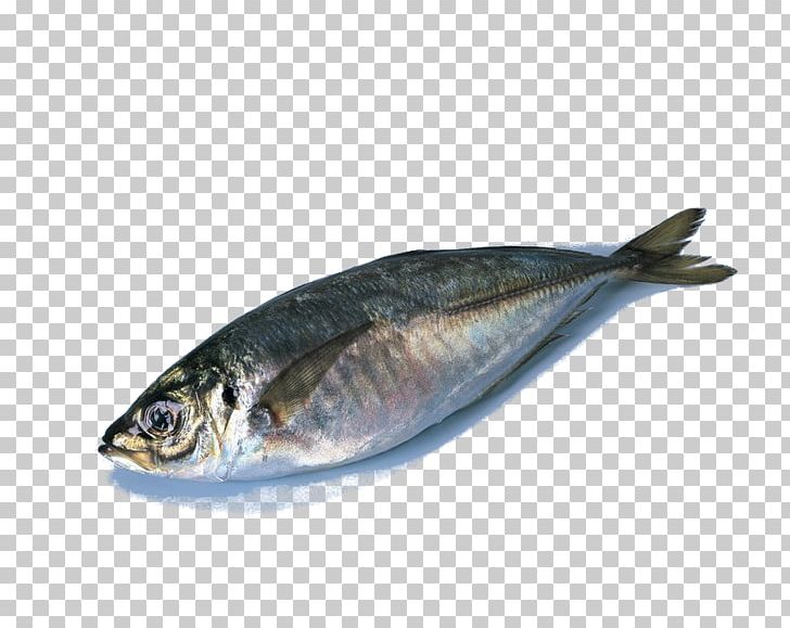 Deep Sea Fish PNG, Clipart, Anchovy, Animal Source Foods, Atlantic Horse Mackerel, Bonito, Deep Sea Free PNG Download