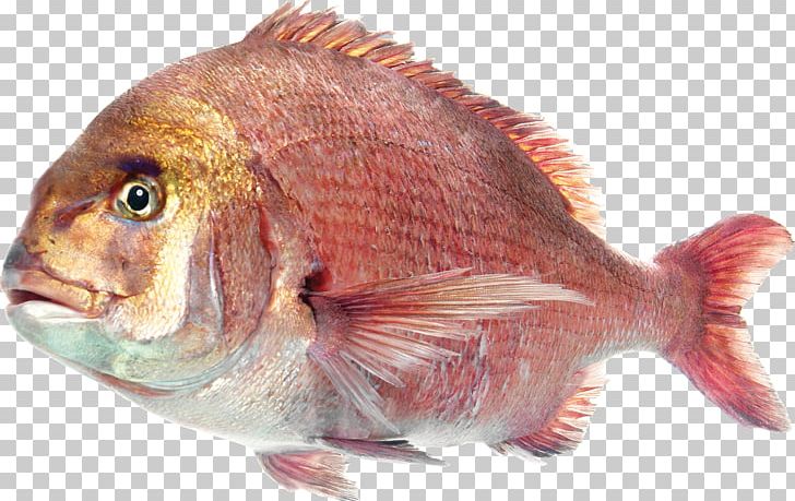 Deep Sea Fish Saltwater Fish PNG, Clipart, Animals, Animal Source Foods, Clip Art, Deep Sea Fish, Fauna Free PNG Download