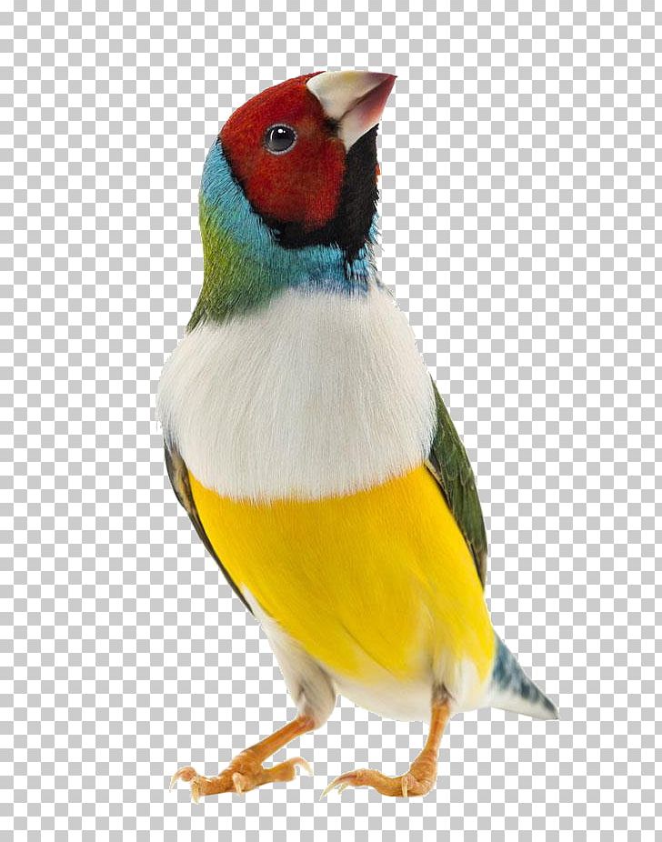 Gouldian Finch Zebra Finch Bird Domestic Canary PNG, Clipart, Animals, Beak, Birdie, Color, Color Pencil Free PNG Download
