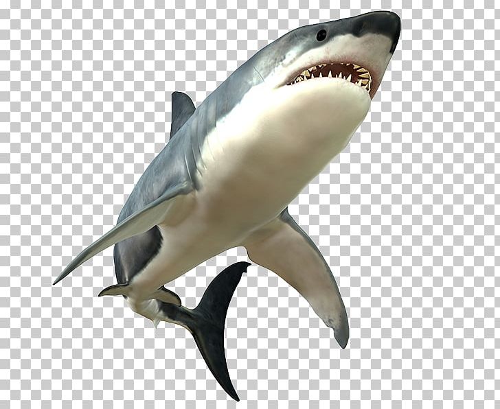 Great White Shark PNG, Clipart, Ampullae Of Lorenzini, Animals, Bull Shark, Carcharhiniformes, Cartilaginous Fish Free PNG Download