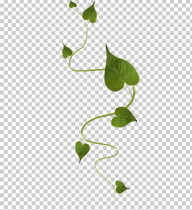 Leaf Green PNG, Clipart, Branch, Color, Flora, Flower, Green Free PNG Download
