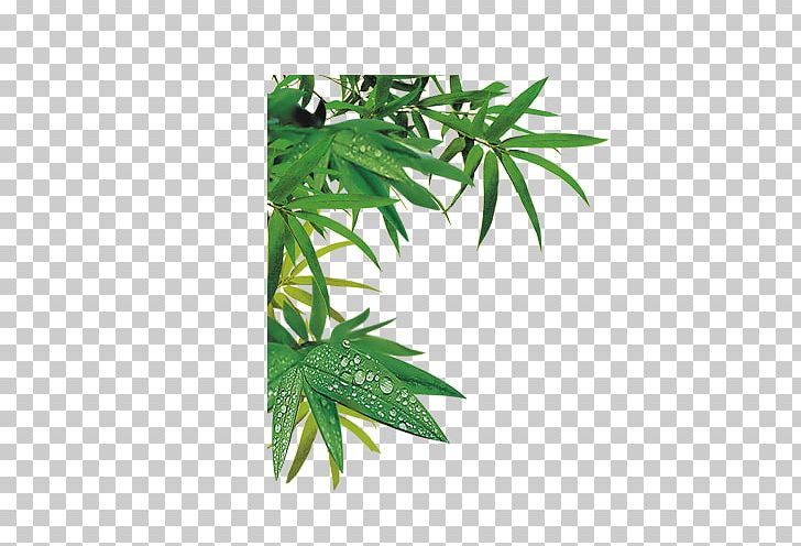 Bamboe Bamboo PNG, Clipart, Autumn Leaves, Bamboe, Bamboo, Bamboo Leaves, Banana Leaves Free PNG Download