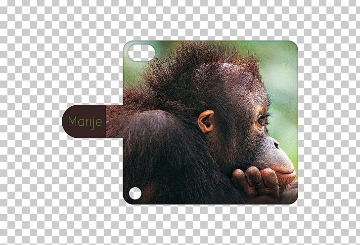 Desktop Monkey Photograph Display Resolution PNG, Clipart, Animal, Common Chimpanzee, Cuteness, Desktop Wallpaper, Display Resolution Free PNG Download