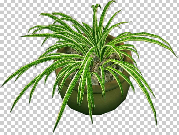 Flowerpot Houseplant Tree PNG, Clipart, Aloe Vera, Arecales, Evergreen, Fern, Ferns And Horsetails Free PNG Download