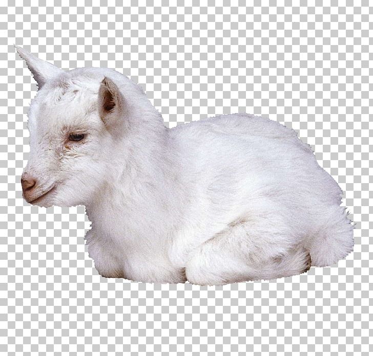 Goat Sheep PNG, Clipart, Animals, Bovid, Cat, Cow Goat Family, Download Free PNG Download