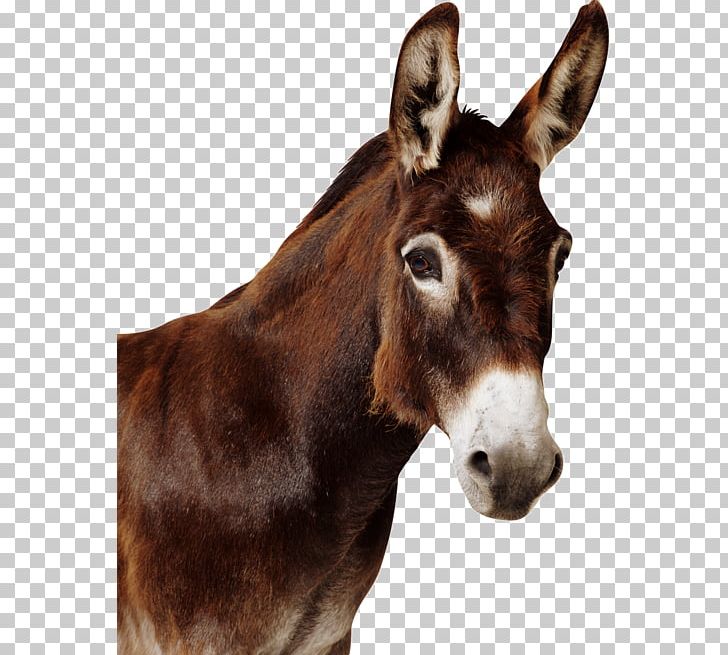 Mule Donkey Horse Stallion Mare PNG, Clipart, Animal, Bridle, Donkey, Fauna, Foal Free PNG Download
