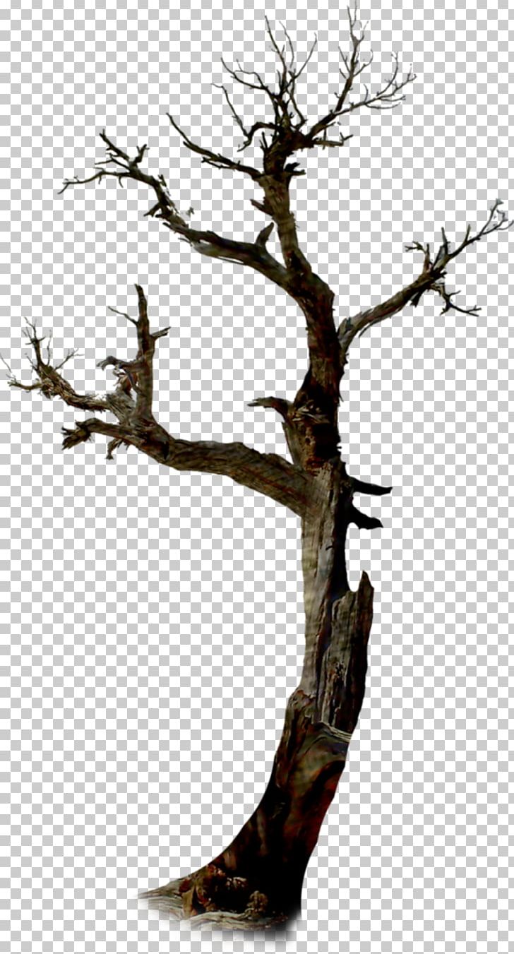 Twig The Halloween Tree PNG, Clipart, Anastasia, Bonsai, Branch, Dead Tree, Desktop Wallpaper Free PNG Download