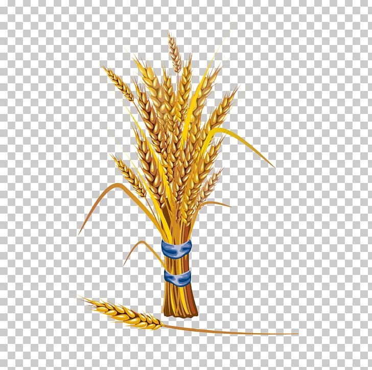 Wheat Stock Illustration Cereal Illustration PNG, Clipart, Barley, Cereal, Commodity, Ear, Food Free PNG Download