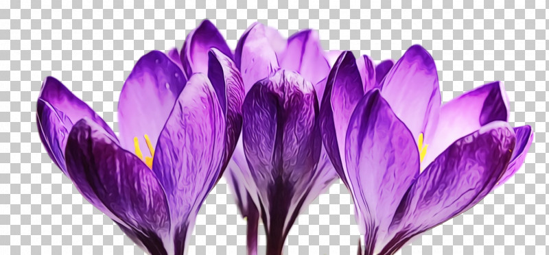Crocus Violet Purple Flower Petal PNG, Clipart, Cretan Crocus, Crocus, Flower, Flowers, Herbaceous Plant Free PNG Download