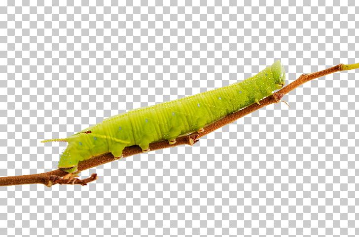 Caterpillar Inc. Euclidean PNG, Clipart, Animals, Branches, Cartoon Caterpillar, Cat 988h Wheel Loader Caterpillar, Caterpillar Free PNG Download