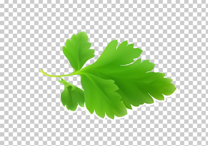 parsley leaves clip art