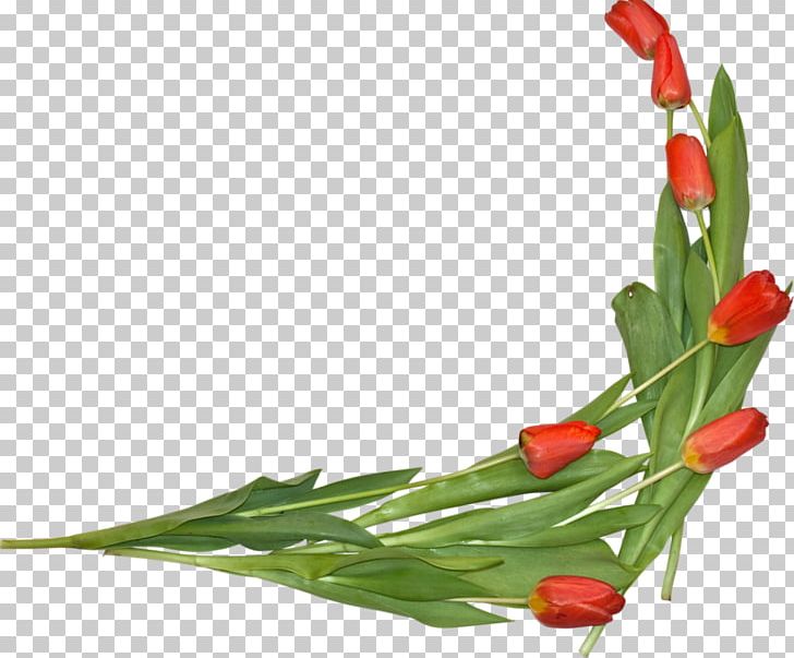 The Tulip: The Story Of A Flower That Has Made Men Mad PNG, Clipart, Blog, Computer Program, Floristry, Flower, Flower Arranging Free PNG Download