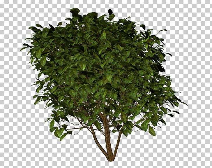 Tree Shrub Stock Photography PNG, Clipart, Black Pine, Branch, Flowerpot, Grass, Hedge Free PNG Download
