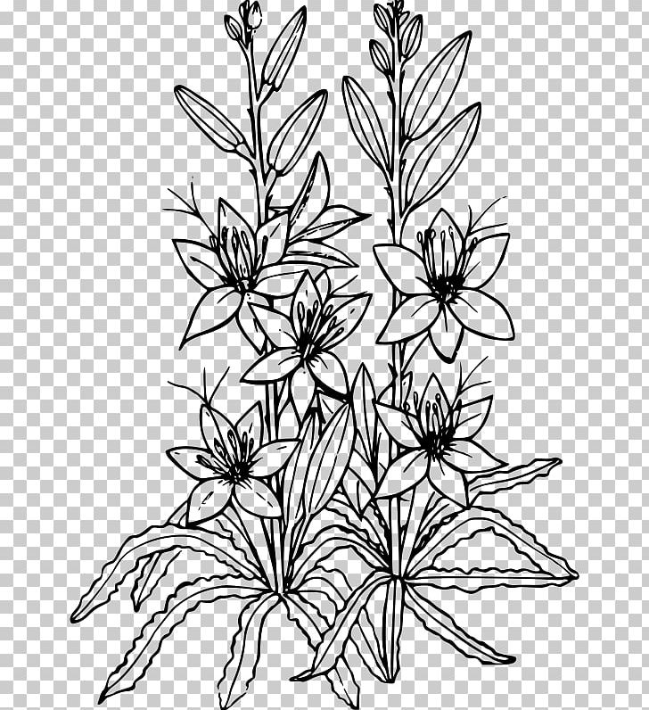 Desert Drawing Xerocole Png Clipart Black And White Branch Cactaceae Coloring Book Computer Icons Free Png