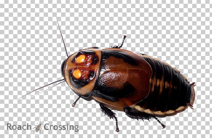 Florida Woods Cockroach Lucihormetica Verrucosa Insect Pest PNG, Clipart, Animal, Arthropod, Blaberus, Blattodea, Cockroach Free PNG Download