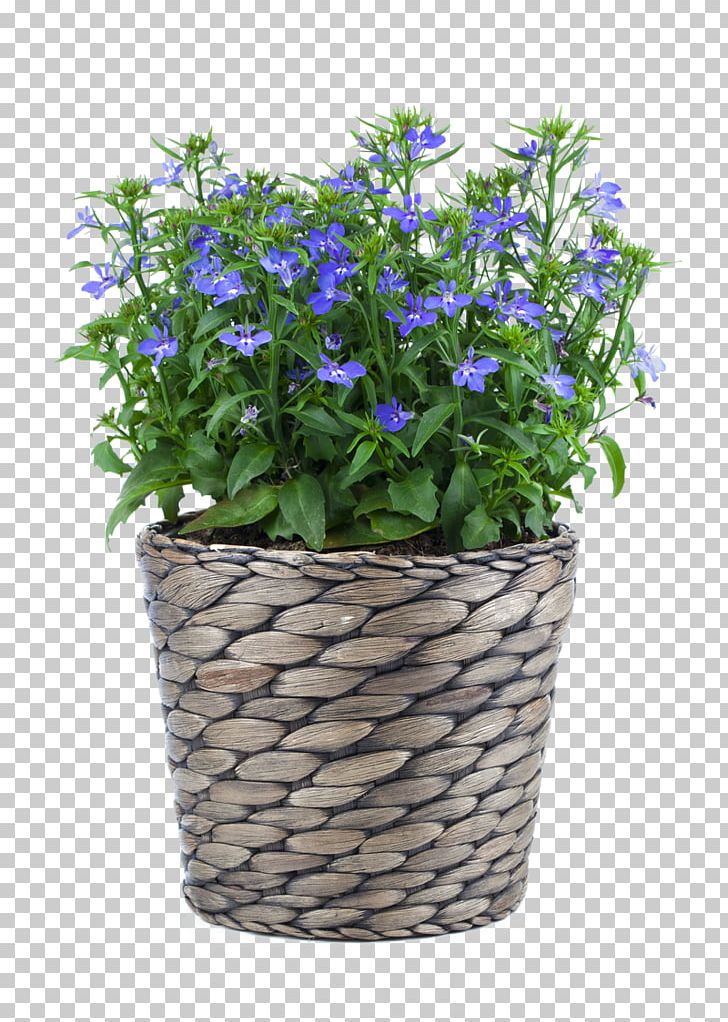 Lobelia Erinus Stock Photography Flowerpot Blue PNG, Clipart, Bellflower Family, Blue, Color, Cut Flowers, Flower Free PNG Download