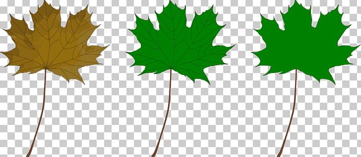Red Maple Maple Leaf Green PNG, Clipart, Autumn, Autumn Leaf Color, Color, Computer Icons, Flowering Plant Free PNG Download