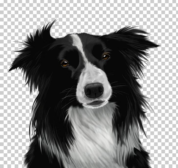 Border Collie Puppy PNG, Clipart, Animals, Black And White, Border Collie, Carnivoran, Clip Art Free PNG Download