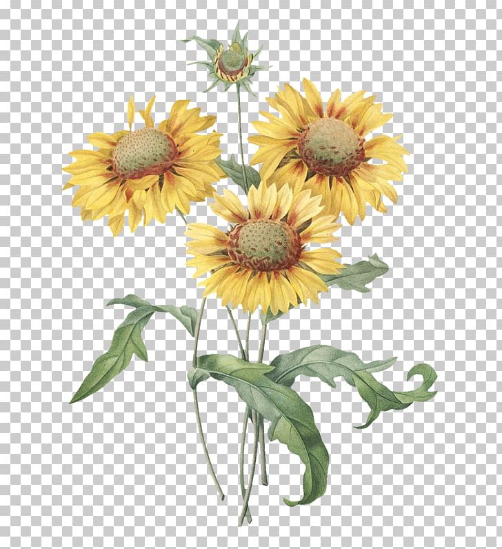 Botanical Illustration Common Sunflower Printmaking PNG, Clipart, Annual Plant, Art, Botanical Illustration, Botany, Common Sunflower Free PNG Download