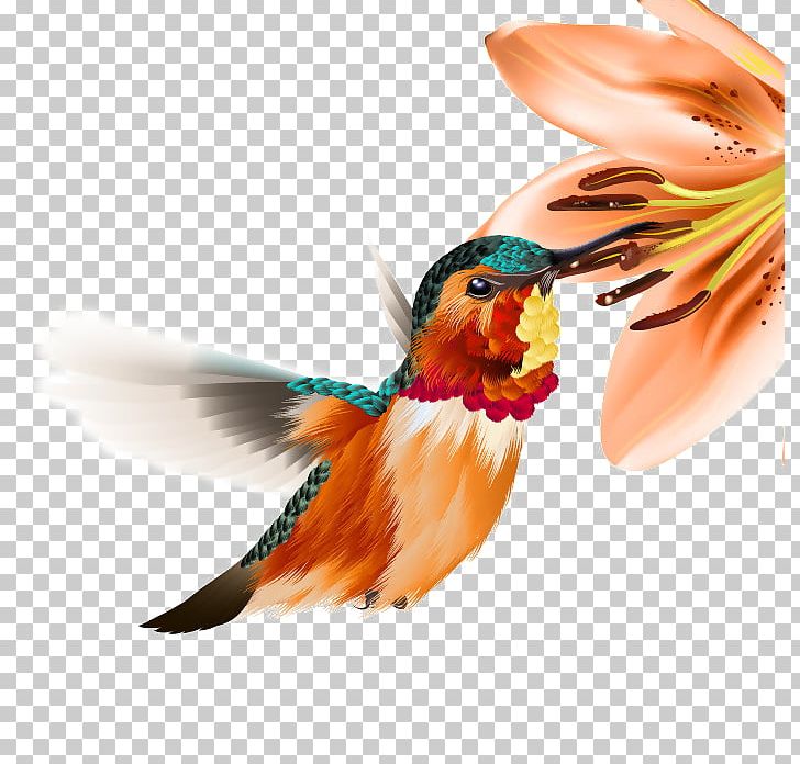Hummingbird PNG, Clipart, Adobe Illustrator, Beak, Bird, Buckle, Computer Free PNG Download