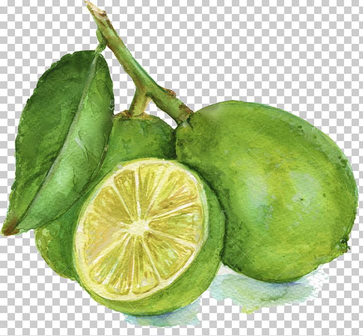 Lemon-lime Drink Lemon-lime Drink Persian Lime Key Lime PNG, Clipart, Berry, Bitter Orange, Branch, Calamondin, Citric Acid Free PNG Download