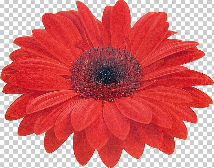 Transvaal Daisy Common Daisy Color Stock Photography PNG, Clipart, Color, Common Daisy, Coral, Cut Flowers, Daisy Family Free PNG Download