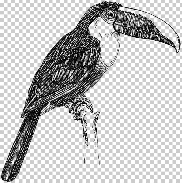 Bird Toco Toucan White-throated Toucan PNG, Clipart, Animals, Artwork, Beak, Bird, Bird Of Prey Free PNG Download