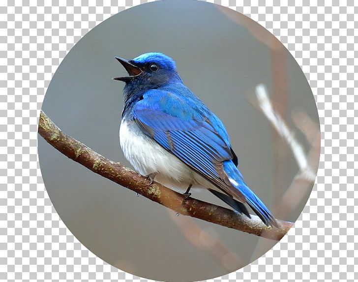 Birdwatching Blue Jay 野鳥 Blue-and-white Flycatcher PNG, Clipart, Beak, Bird, Birdwatching, Bluebird, Blue Jay Free PNG Download