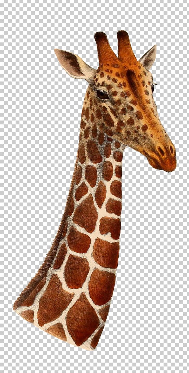 Northern Giraffe Kordofan Giraffe Drawing Line Art PNG, Clipart, Animal, Animals, Art, Camelopardalis, Cartoon Giraffe Free PNG Download
