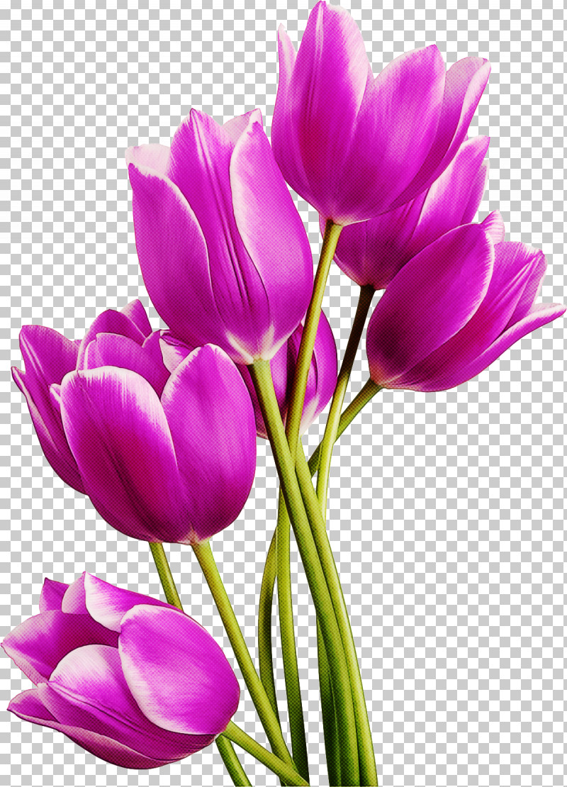 Flower Petal Purple Cut Flowers Plant PNG, Clipart, Crocus, Cut Flowers, Flower, Lily Family, Magenta Free PNG Download