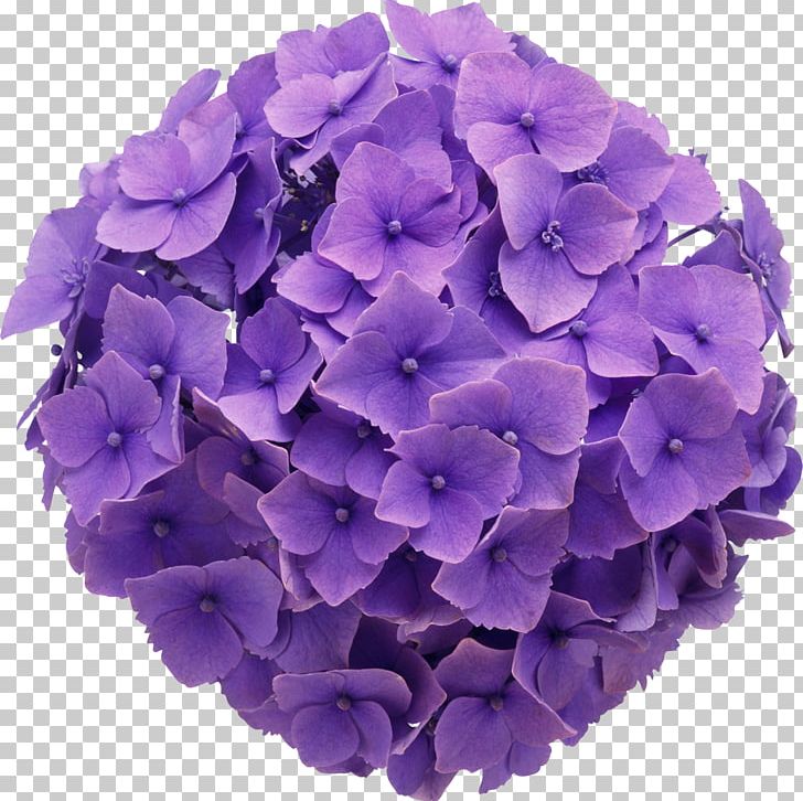 French Hydrangea Oakleaf Hydrangea Cut Flowers Color PNG, Clipart, Anemone, Blue, Color, Cornales, Cut Flowers Free PNG Download