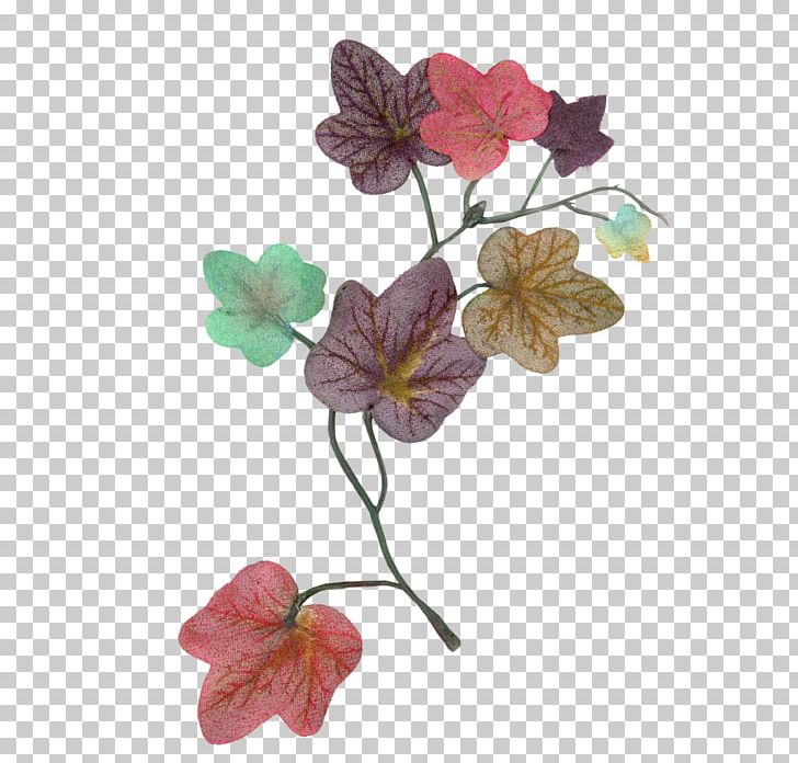 Bindweeds Petal Ivy Floral Design PNG, Clipart, Blossom, Branch, Cherry Blossom, Flora, Floral Design Free PNG Download