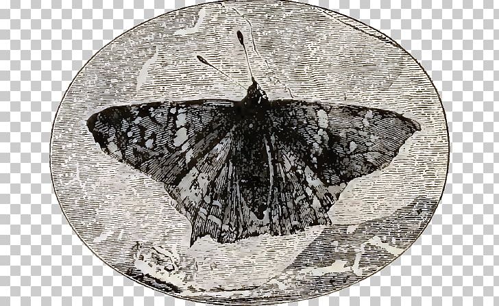 Butterfly Eocene Insect Prodryas Florissant Fossil Beds National Monument PNG, Clipart,  Free PNG Download