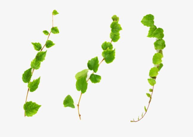 Green Vines PNG, Clipart, Backgrounds, Botany, Branch, Bud, Buds Free PNG Download