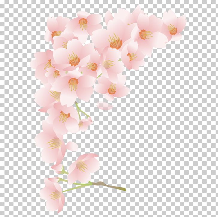 National Cherry Blossom Festival PNG, Clipart, Blossom, Blossoms, Blossoms Vector, Branch, Cerasus Free PNG Download
