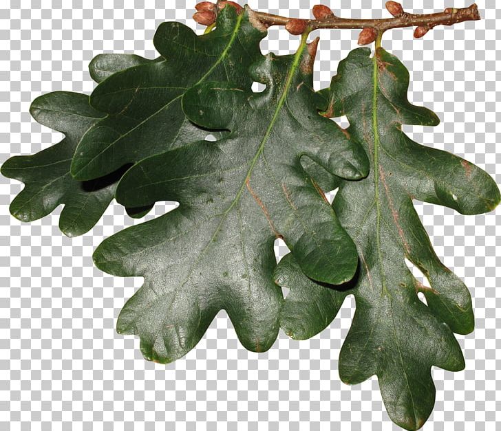 Oak Leaf Cluster Oak Leaf Cluster Tree PNG, Clipart, Branch, Digital Image, Information, Is Coming, Leaf Free PNG Download