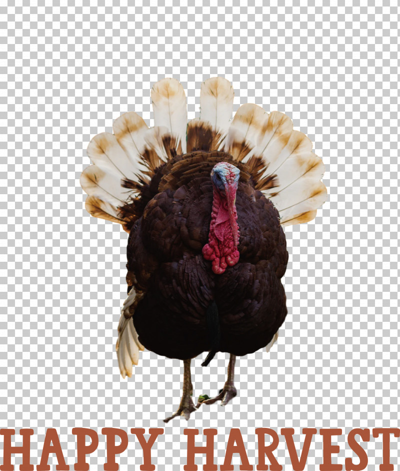 Happy Harvest Harvest Time PNG, Clipart, Agriculture, Beak, Domestication, Domestic Turkey, Happy Harvest Free PNG Download