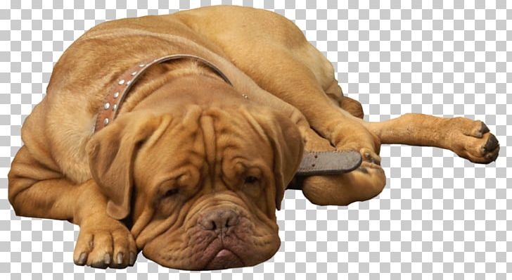 Dog Breed Bullmastiff Shar Pei Dogue De Bordeaux Puppy PNG, Clipart, Bulldog, Bullmastiff, Carnivoran, Companion Dog, Data Compression Free PNG Download