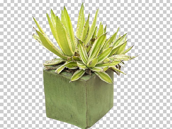 Plant Flowerpot Agave PNG, Clipart, Agave, Flowerpot, Food Drinks, Grass, Plant Free PNG Download