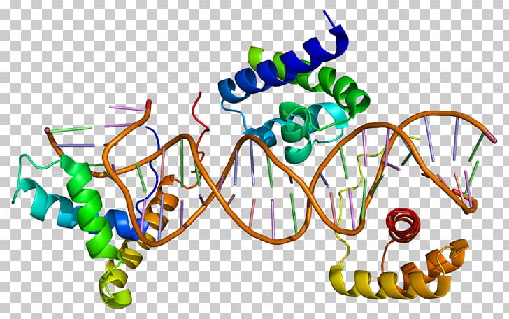 SOX2 SOX Gene Family FOXP2 Testis-determining Factor Transcription Factor PNG, Clipart, Area, Artwork, Cell, Dna, Embryo Free PNG Download