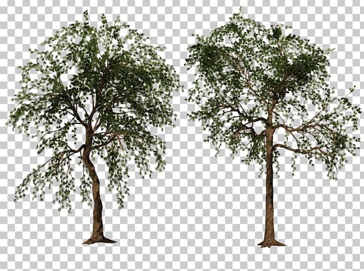 Tree PNG, Clipart, 3d Computer Graphics, Branch, Computer Software, Deviantart, Download Free PNG Download