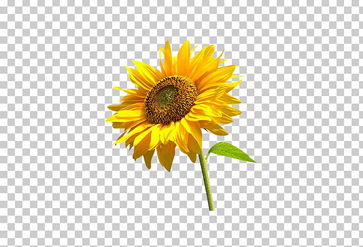 Common Sunflower Sunflower School PNG, Clipart, Annual Plant, Beauty, Beauty Salon, Comm, Computer Wallpaper Free PNG Download