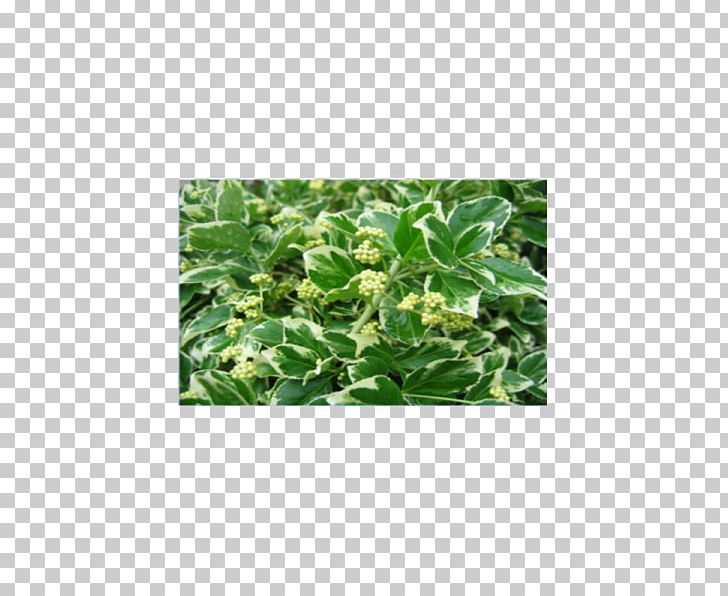 Fortune's Spindle Japanese Laurel Juniperus Procumbens Plant Ligustrum Ovalifolium PNG, Clipart,  Free PNG Download